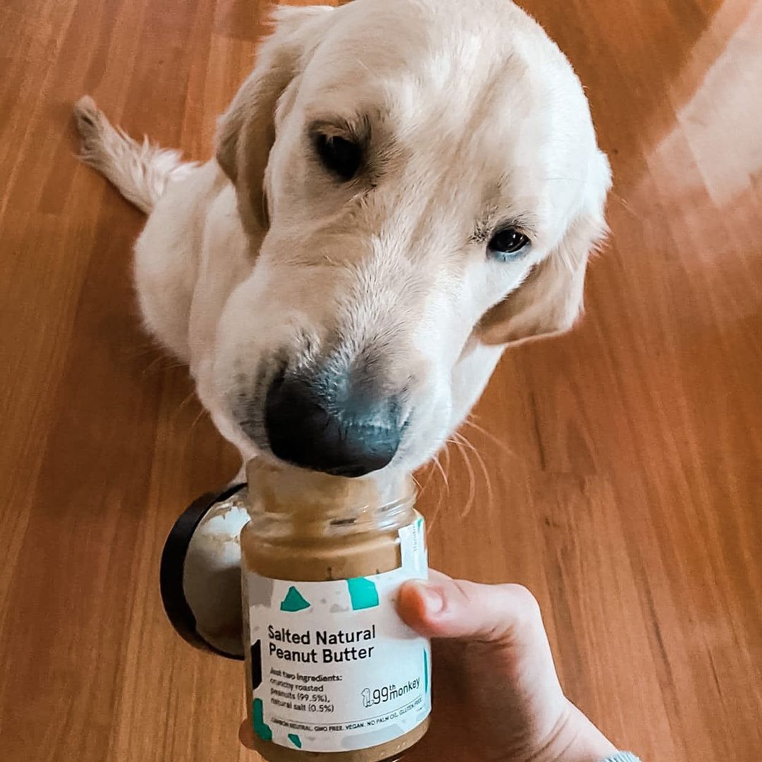 Can my dog have peanut butter best sale